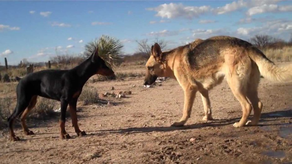 Doberman vs немецкая овчарка