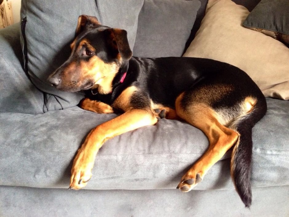 Doberman Shepherd