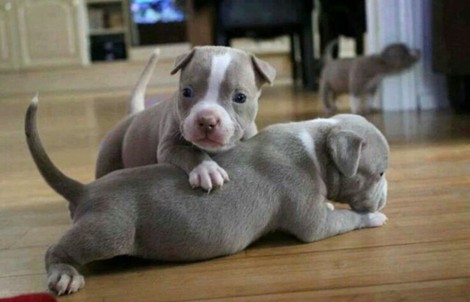 Funny Puppy питбуль