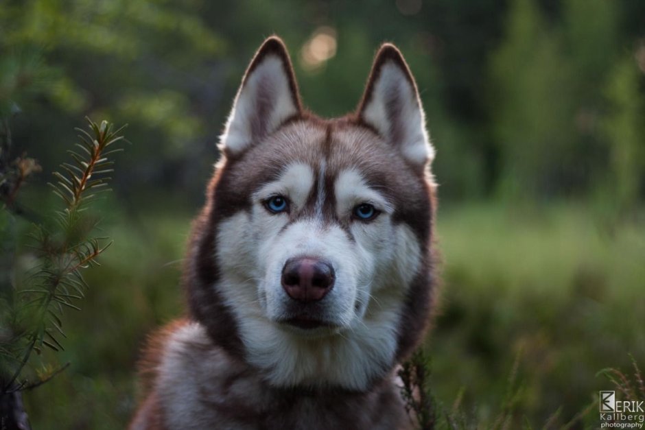 Хаски Red Wolf