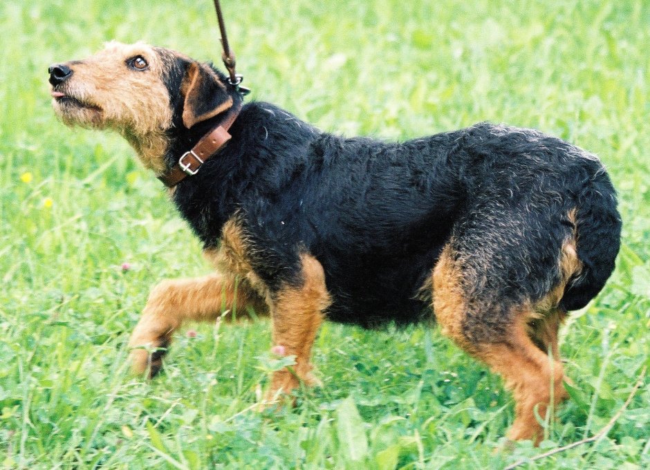 Jagdterrier Bavarian