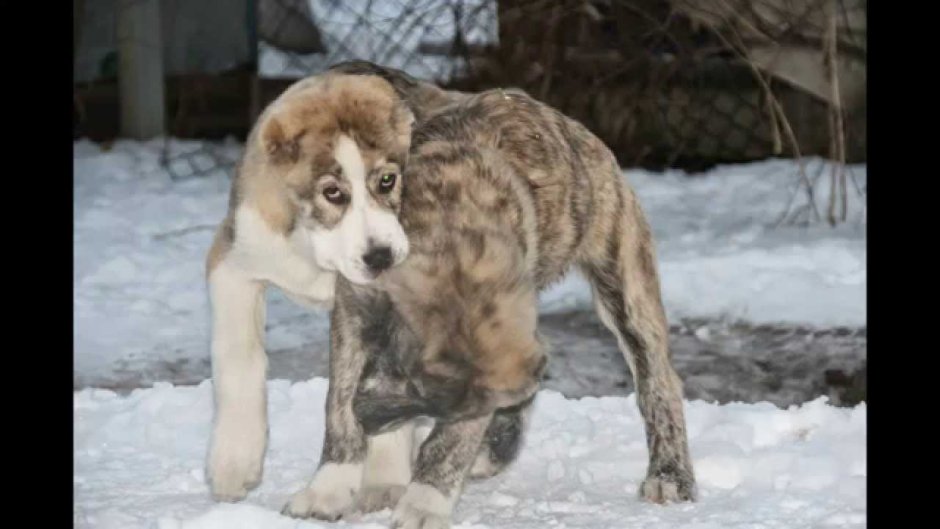Казахский алабай тобет