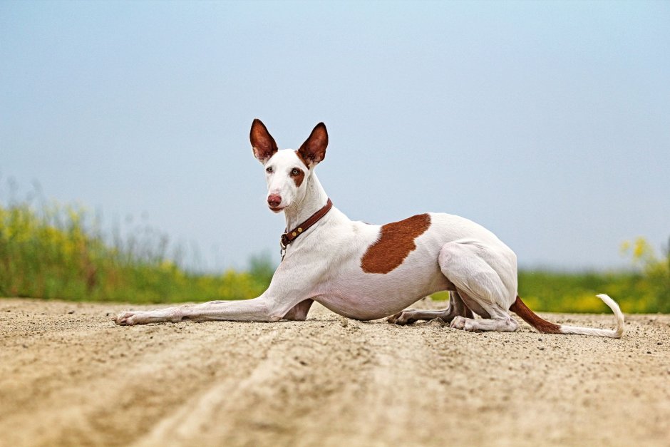 Ibizan Hound порода собак
