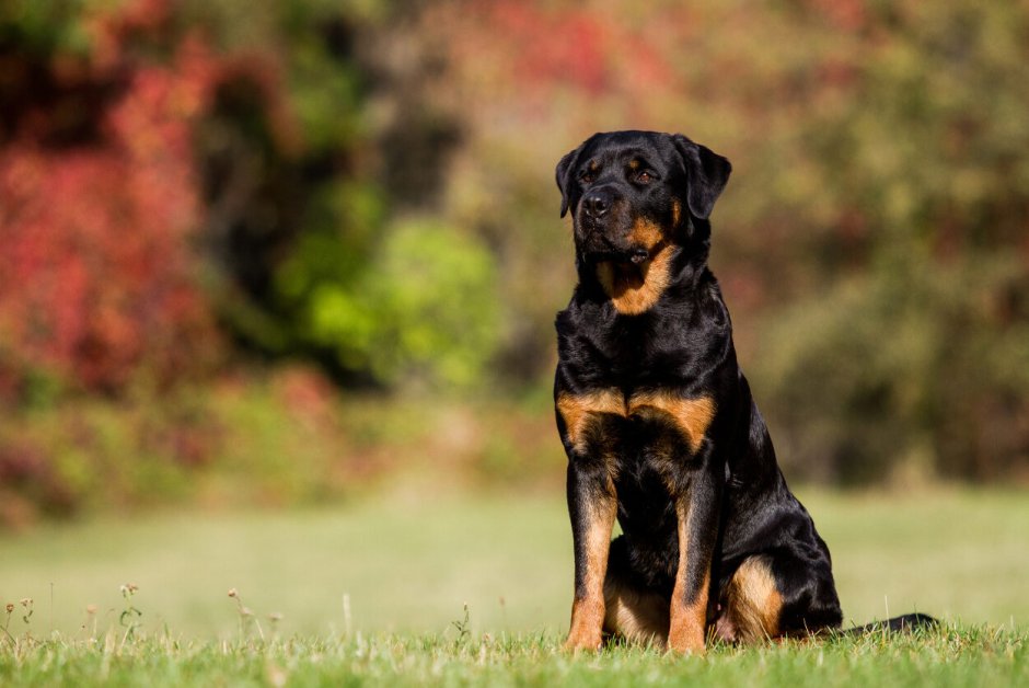 Ротвейлер дог Breed