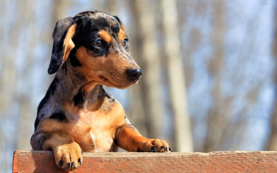 Dachshund Wallpaper 4k for Windows