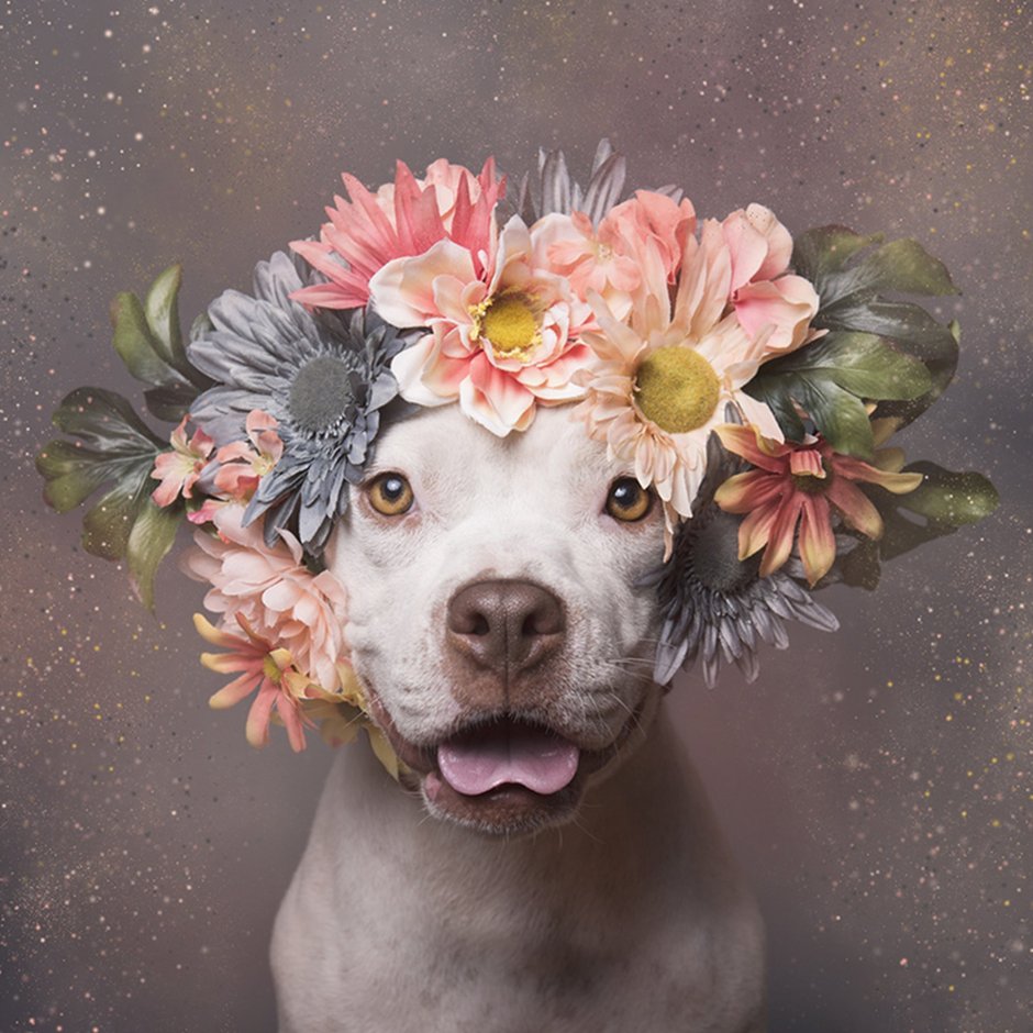 Питбуль Flower Power