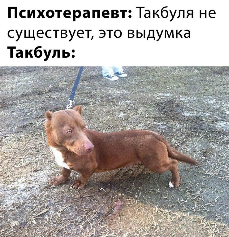 Плод любви таксы и питбуля
