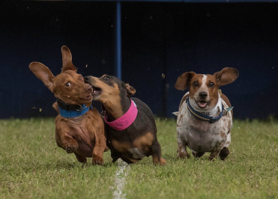 Dachshund and Pitbull