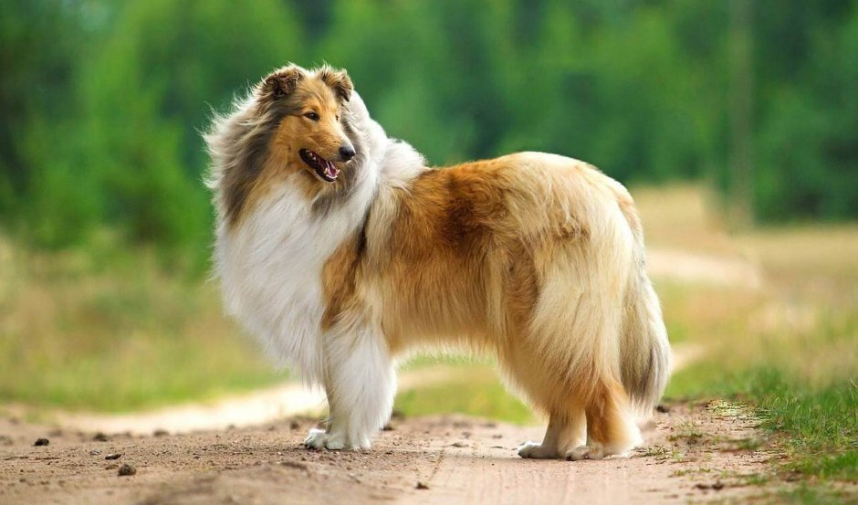 Шотландская овчарка колли пастушья