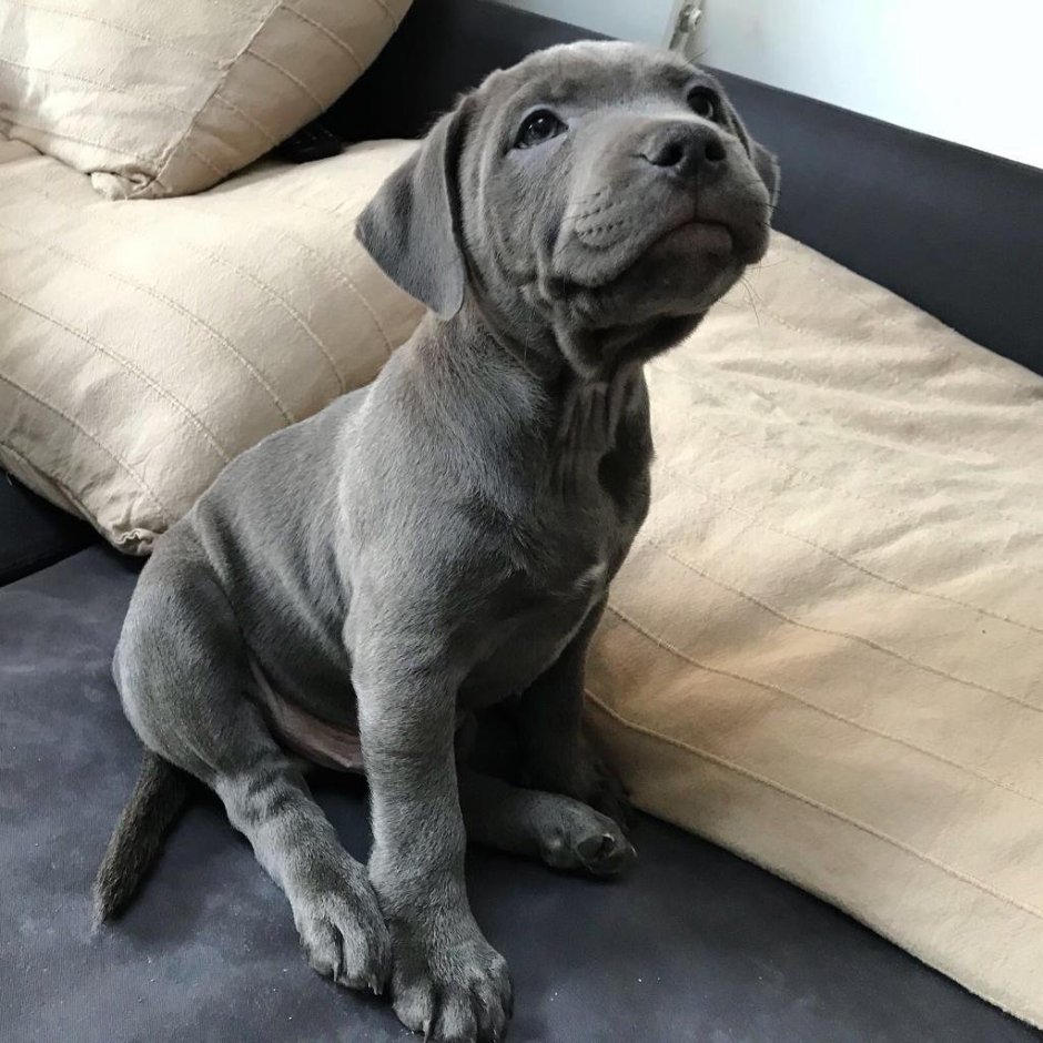 English Blue stuff Dog
