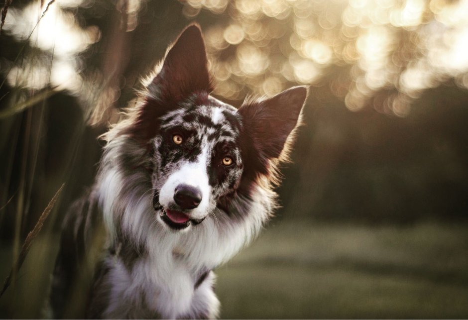 Ig Dog