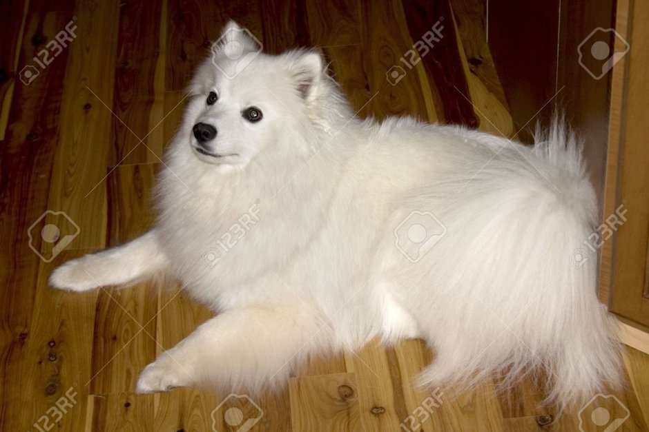 Японский шпиц и дворняга смесь