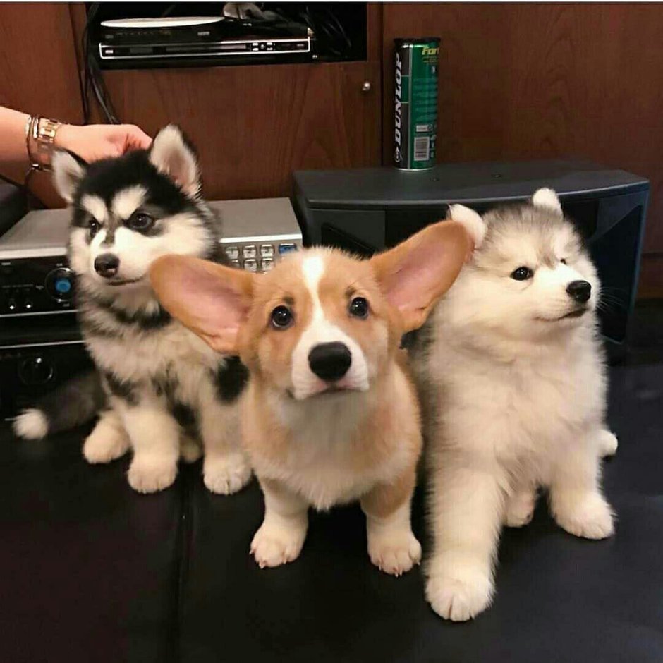 Вельш корги и хаски