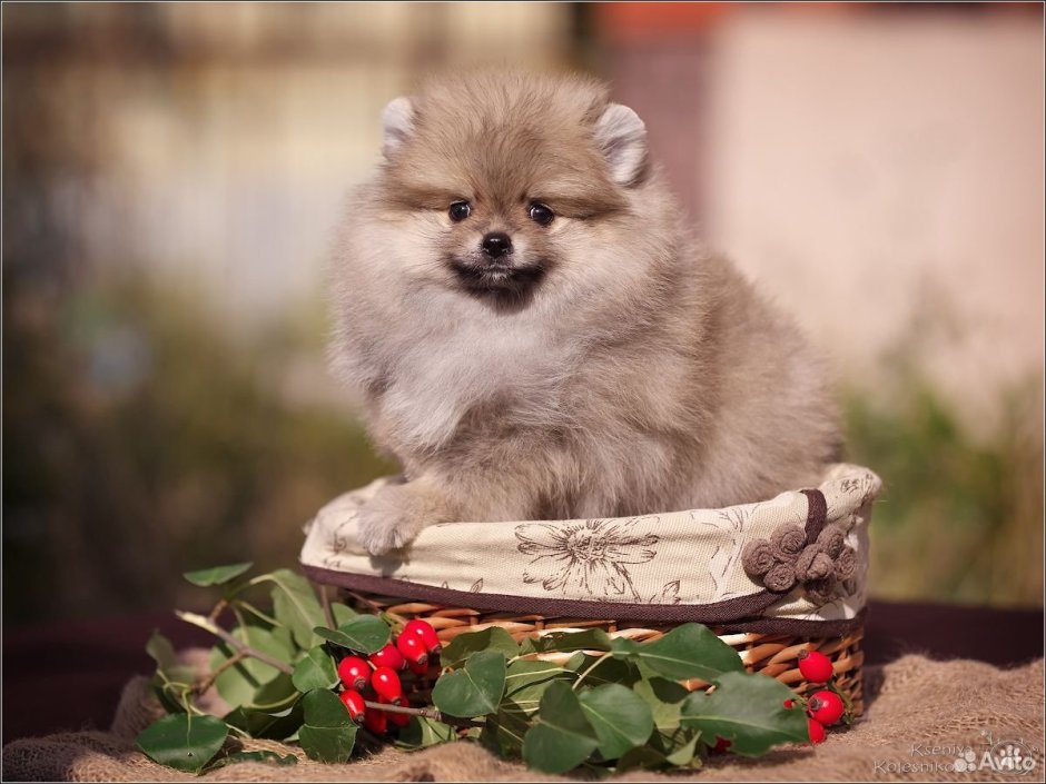 Щенки шпица