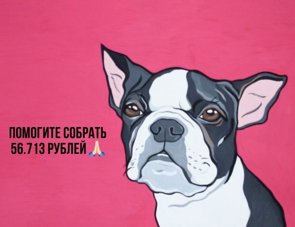 Бостон терьер комиксы