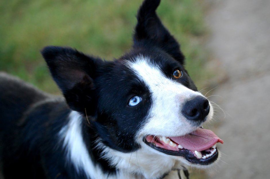 Smooth Collie