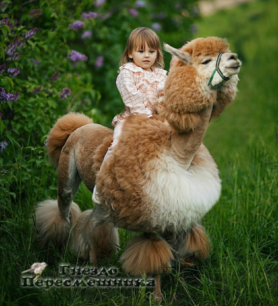 Королевские животные настоящие