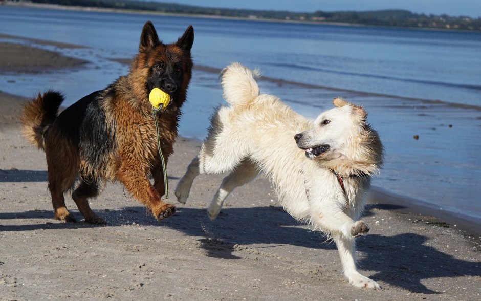 Золотистый ретривер и немецкая овчарка