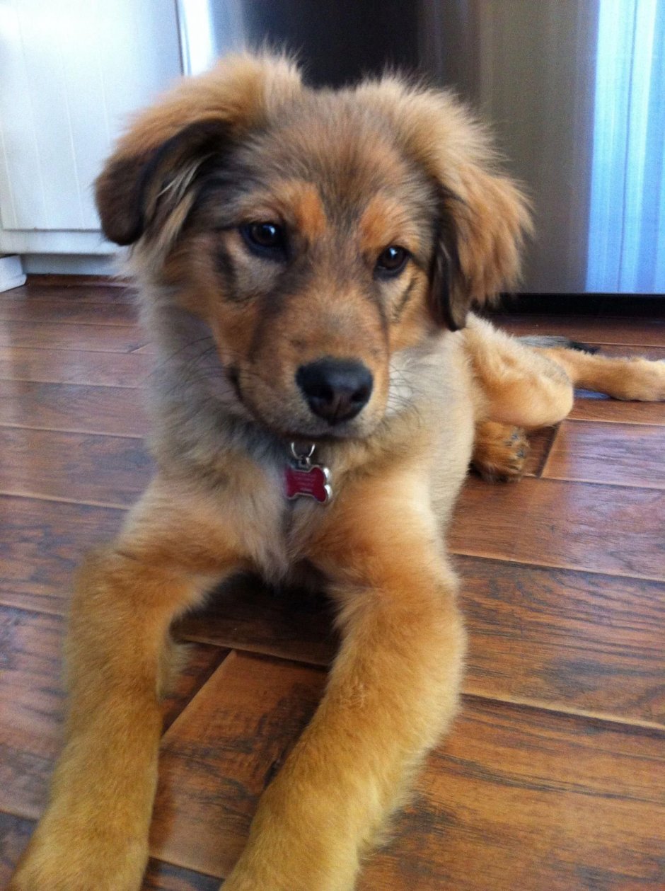 Помесь золотистого ретривера