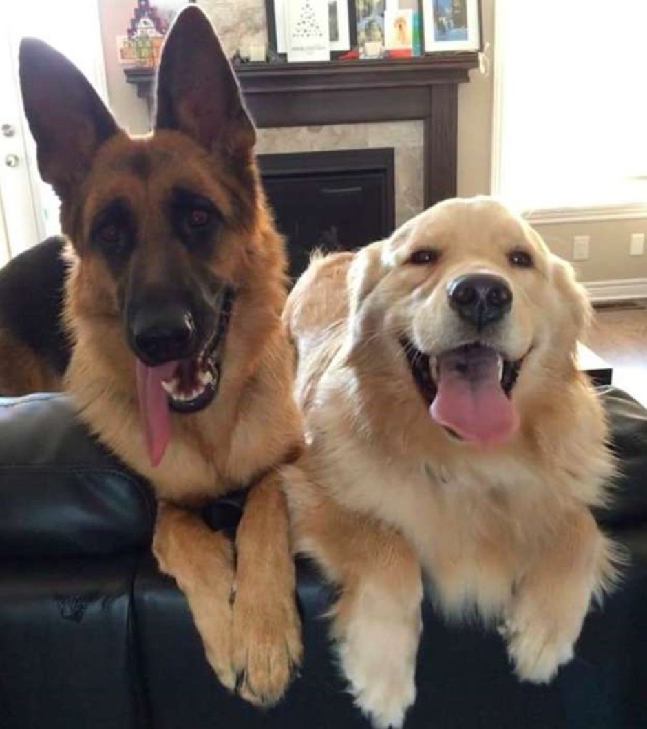 Золотистый ретривер и овчарка