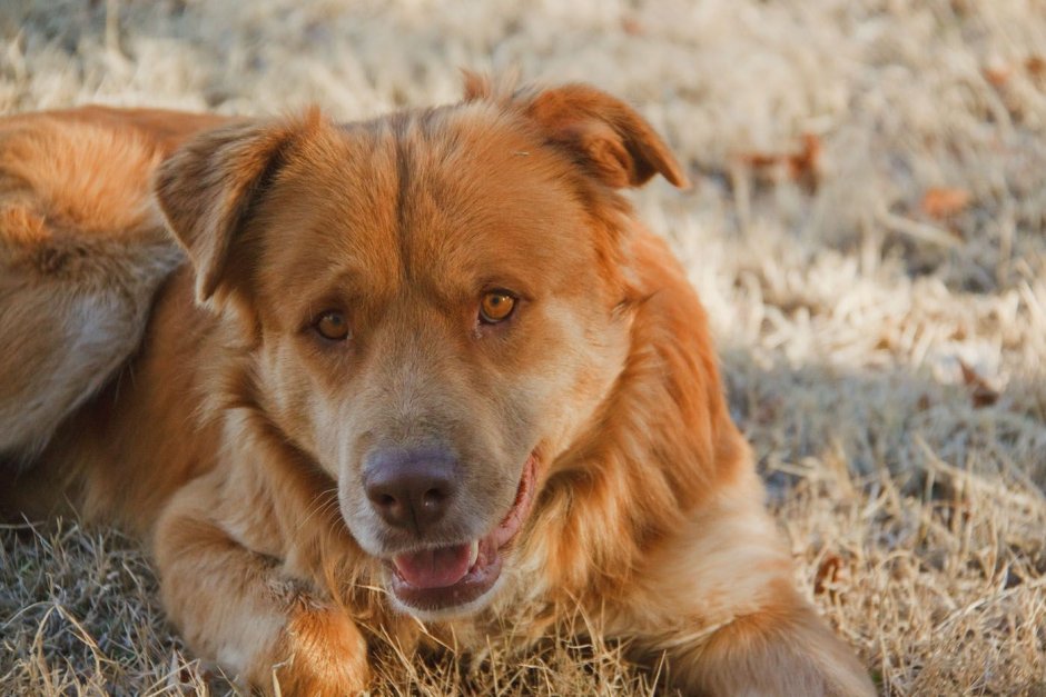 Питбуль и золотистый ретривер