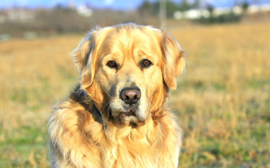 Золотистый лабрадор