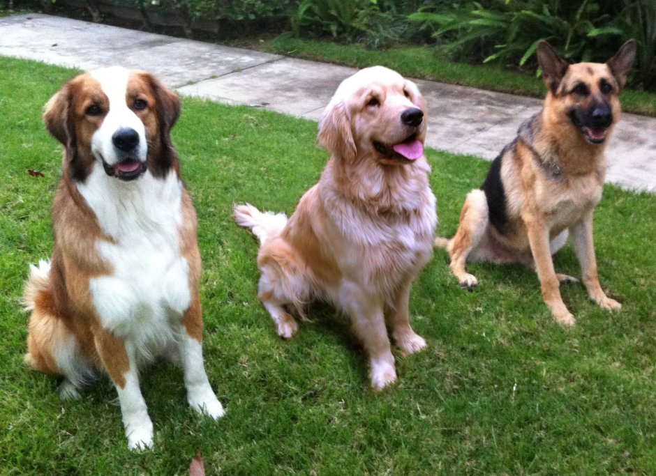 Сенбернар и колли