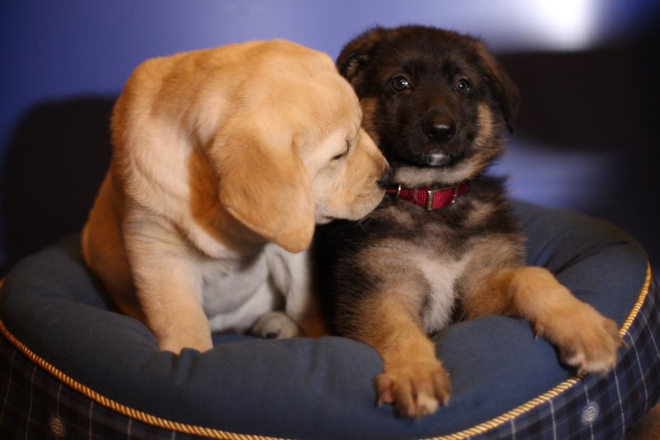 Немецкая овчарка и Голден ретривер