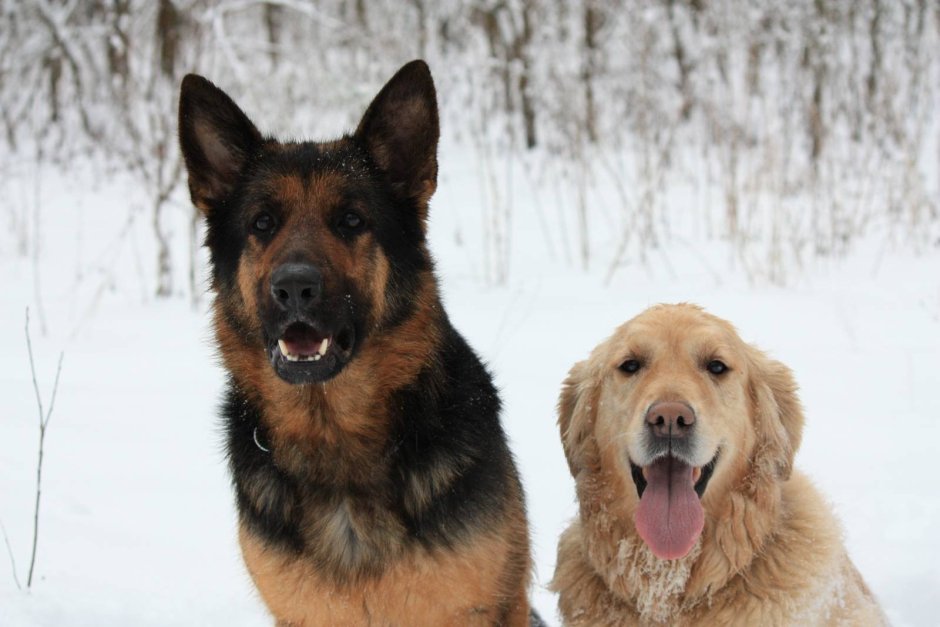 Лабрадор и немецкая овчарка