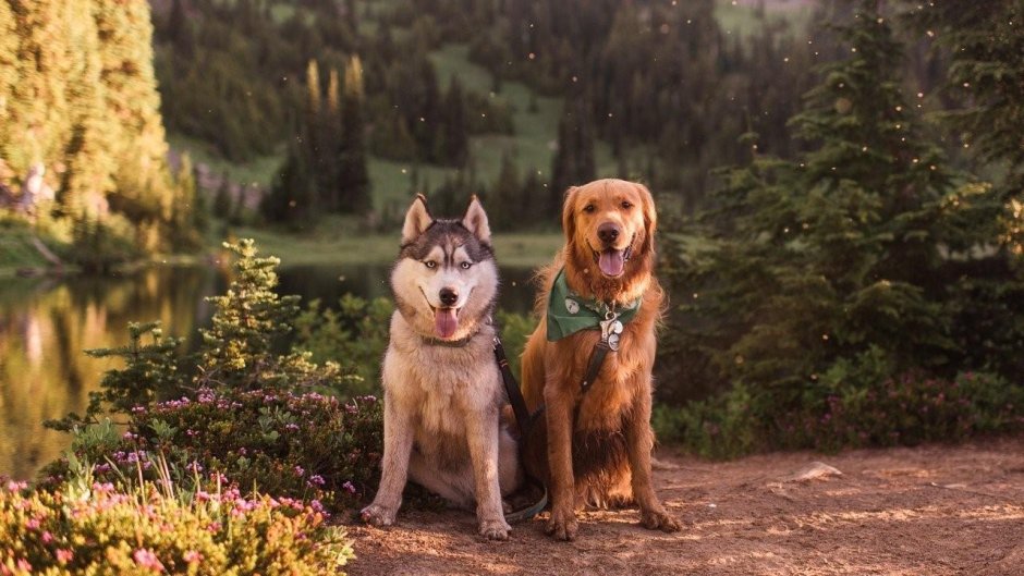 Хаски и ретривер