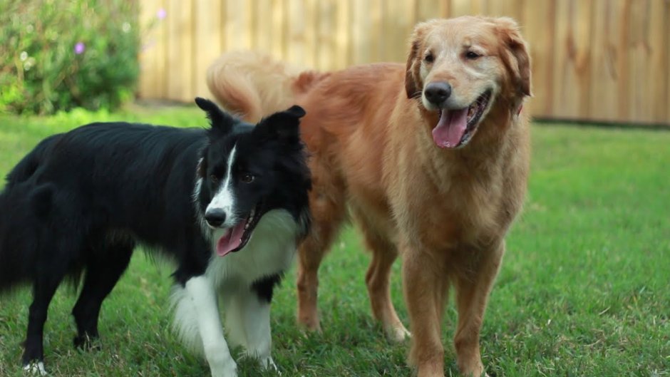 Бордер колли и лабрадор