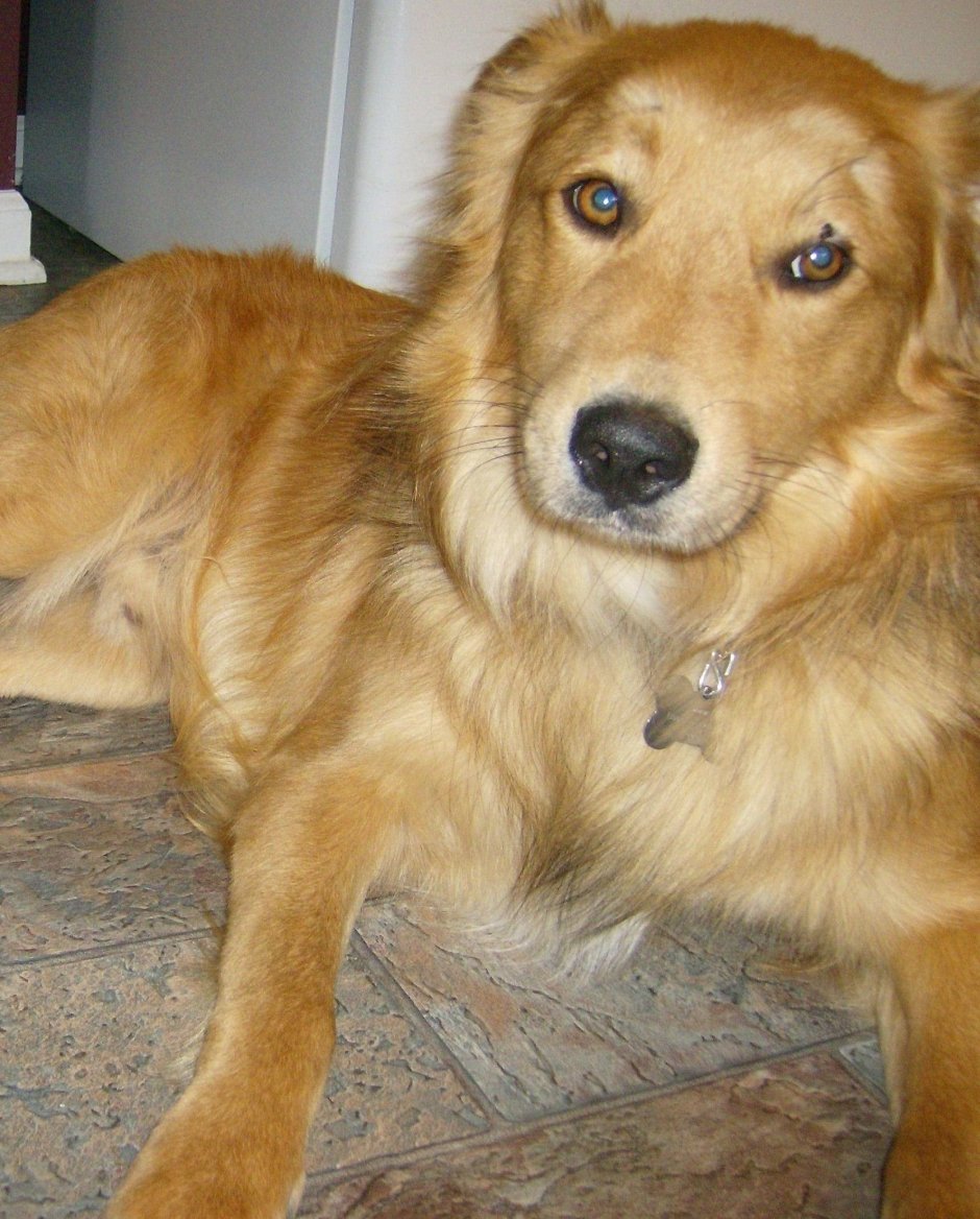 Метис золотистого ретривера