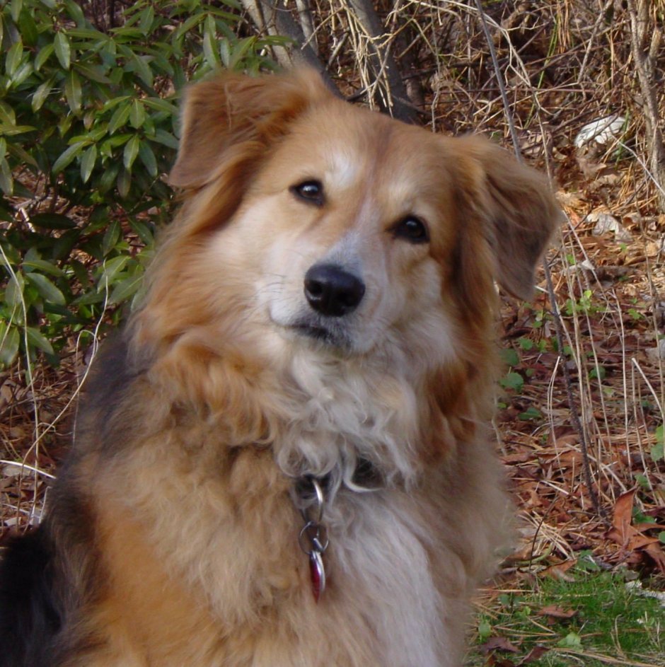 Порода собак колли ретривер