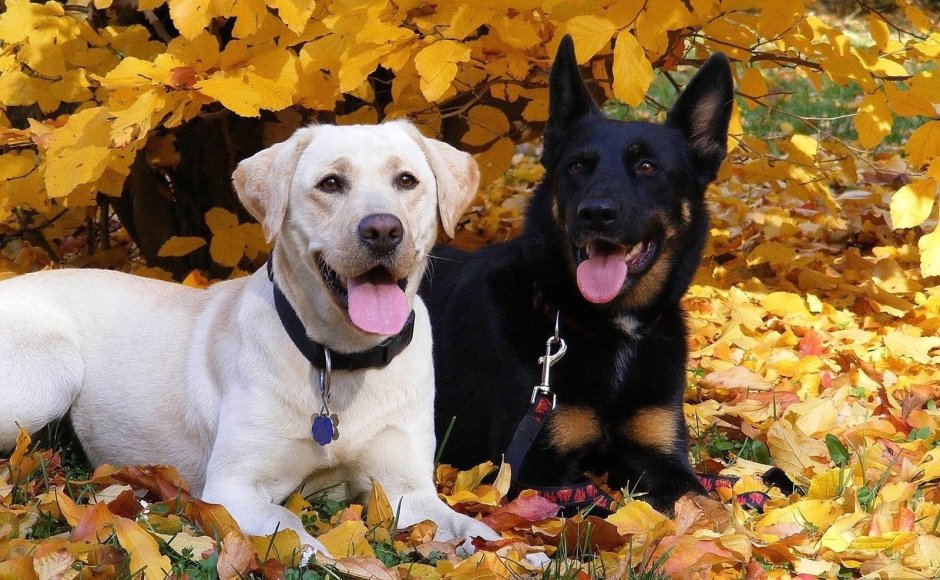 Лабрадор ретривер с овчаркой
