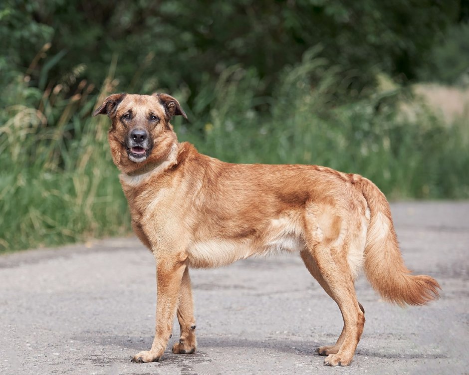 Чау чау и ретривер