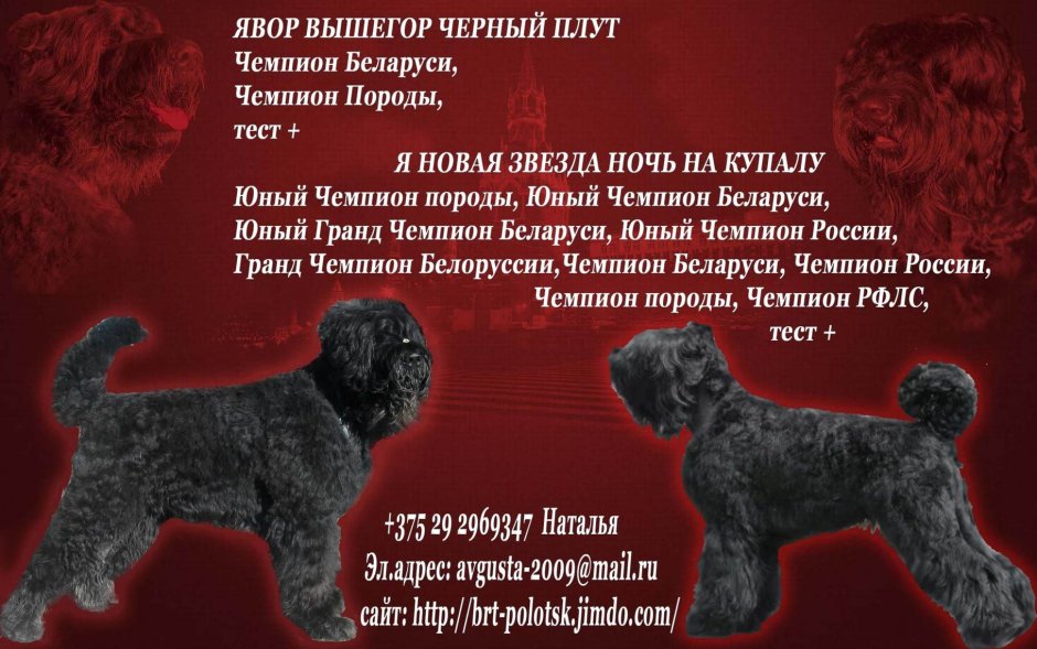 Русский черный терьер