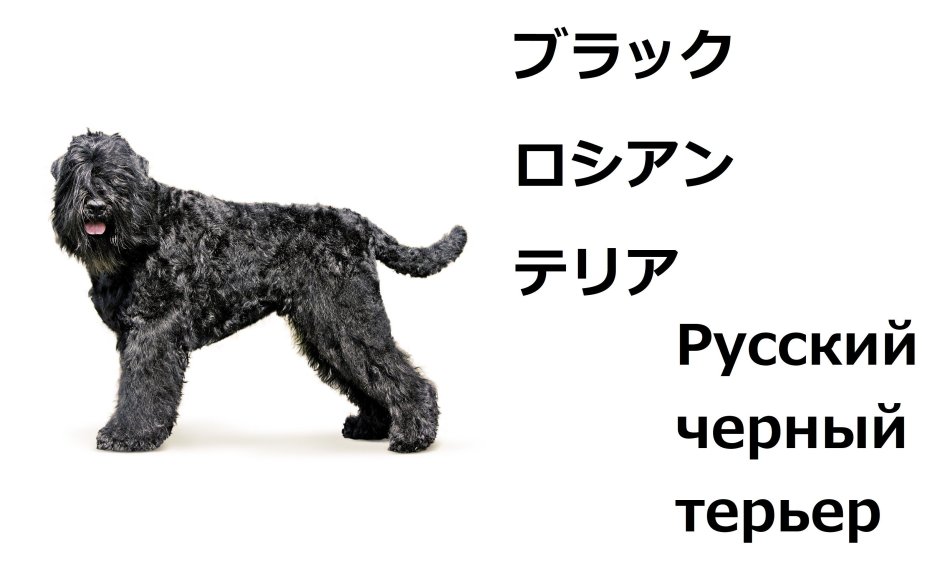 Русский черный терьер схема груминга