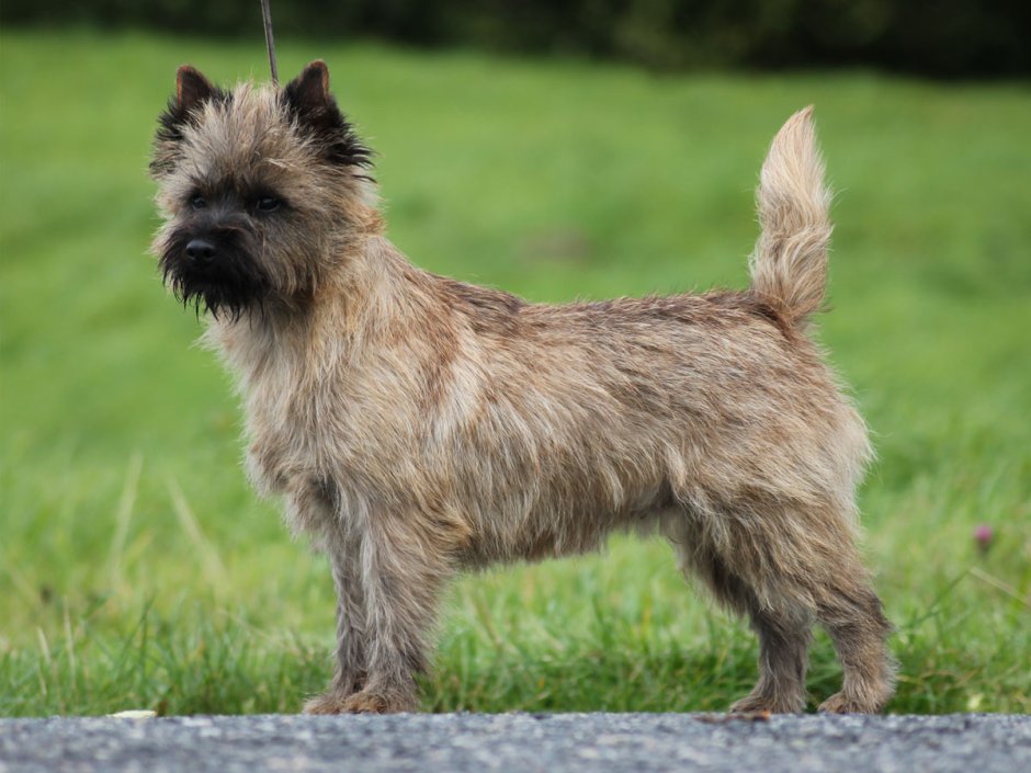 Cairn терьер