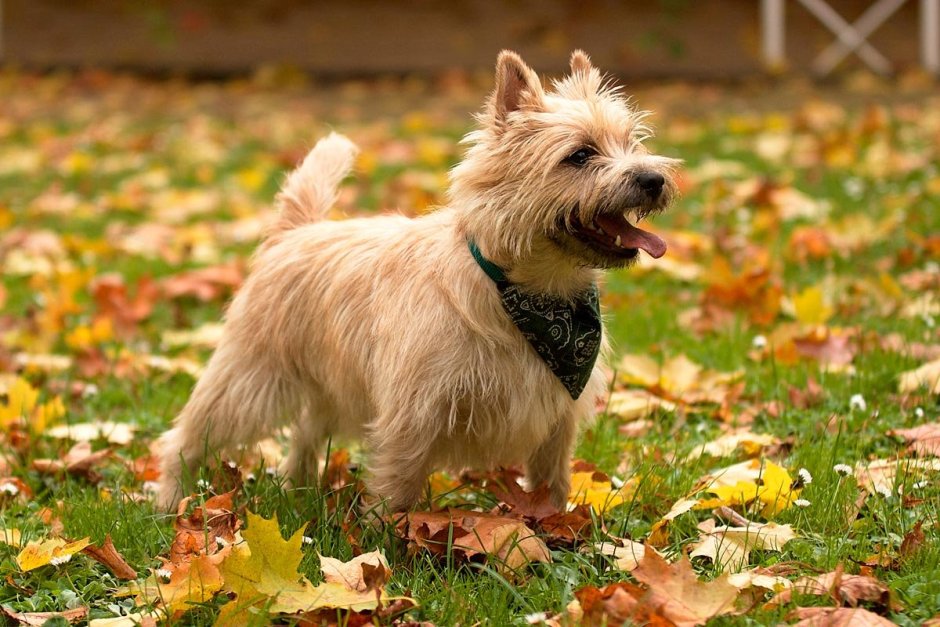 Керн-терьер (Cairn Terrier)