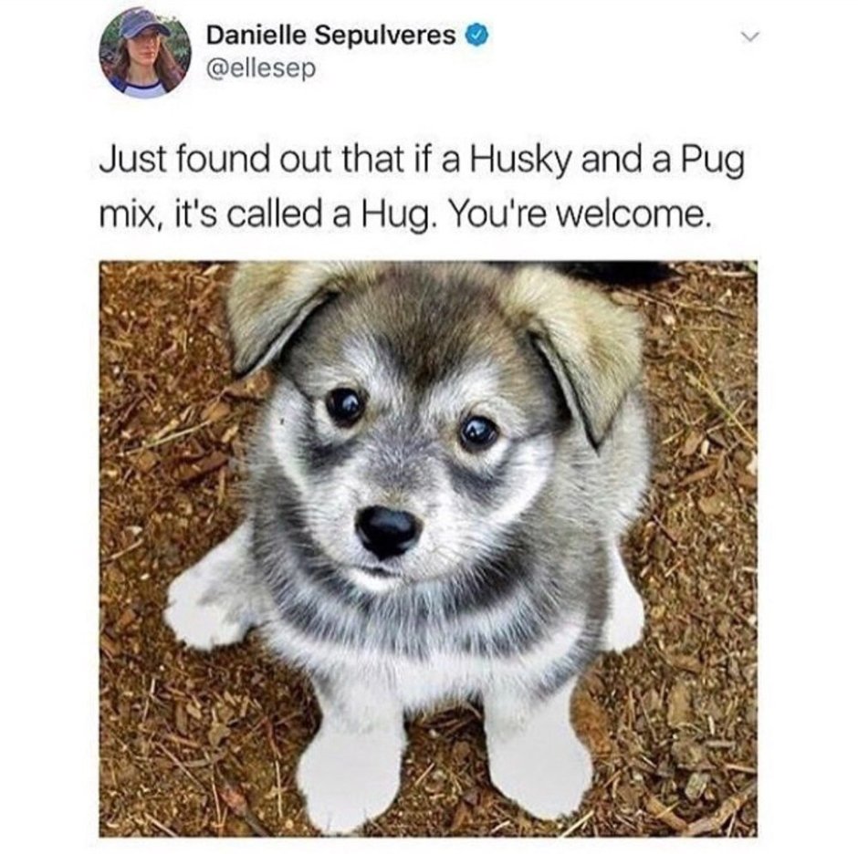 Hug Dog Huskie Pug