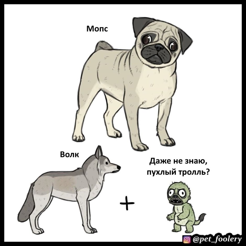 Эволюция породы собак Мопс