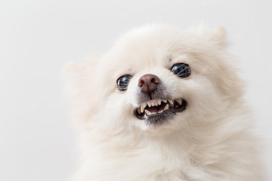 Pomeranian Barking