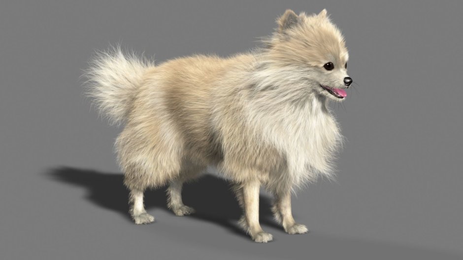Spitz 3d model