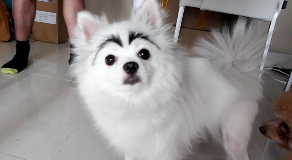 Собака с бровями