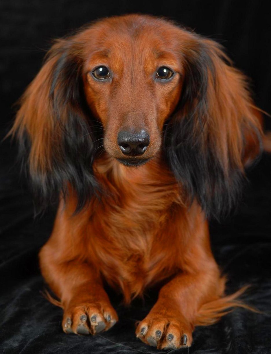 Длинношерстная такса кобель