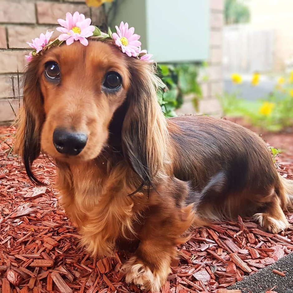 Такса длинношерстная Мерль