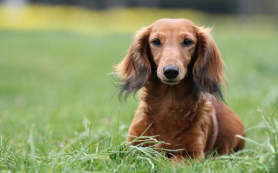 Такса длинношерстная