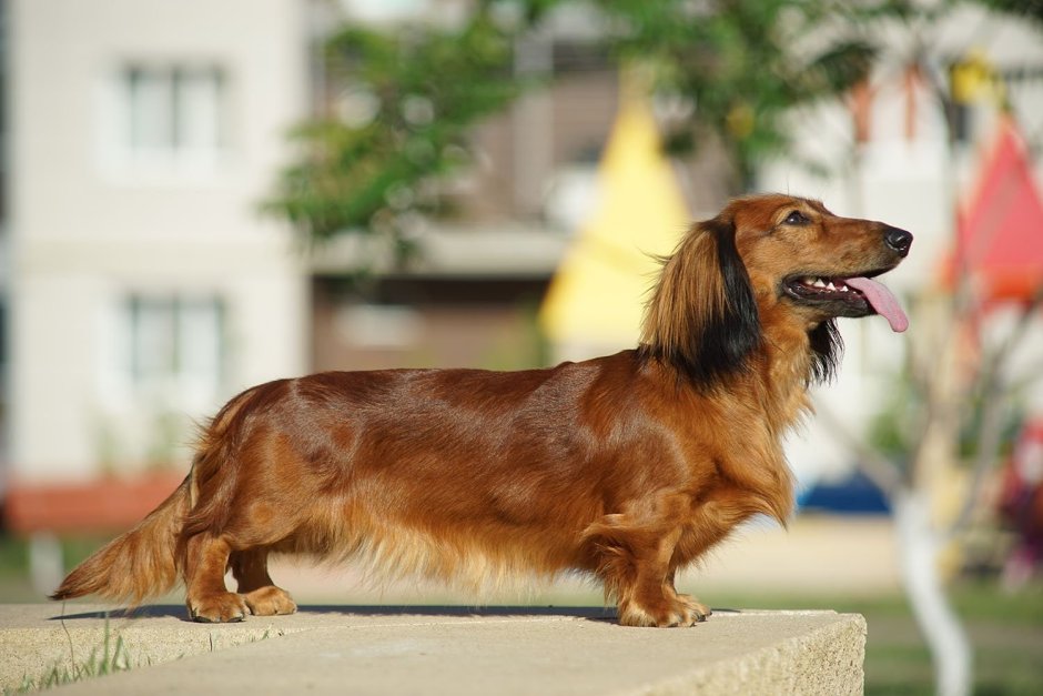 Кроличья такса длинношерстная