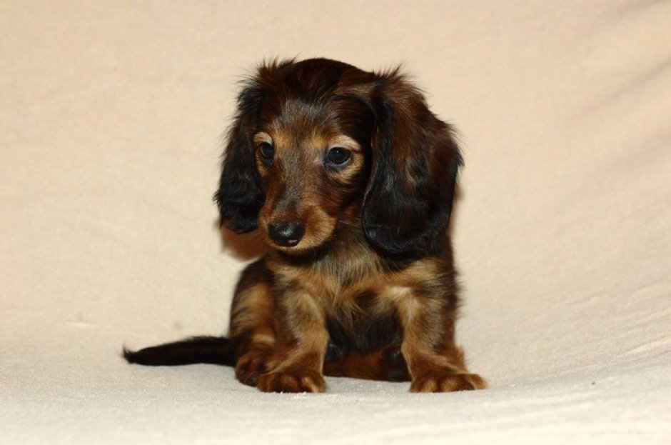 Такса длинношерстная карликовая