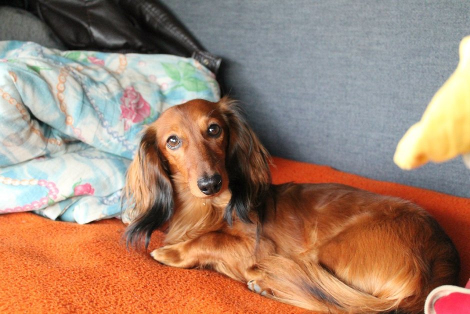 Таксы кроличьей длинношерстной кобель